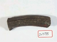 藏品(鹿角)的圖片